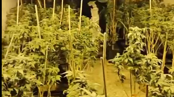 20260123 cultivo marihuana.png